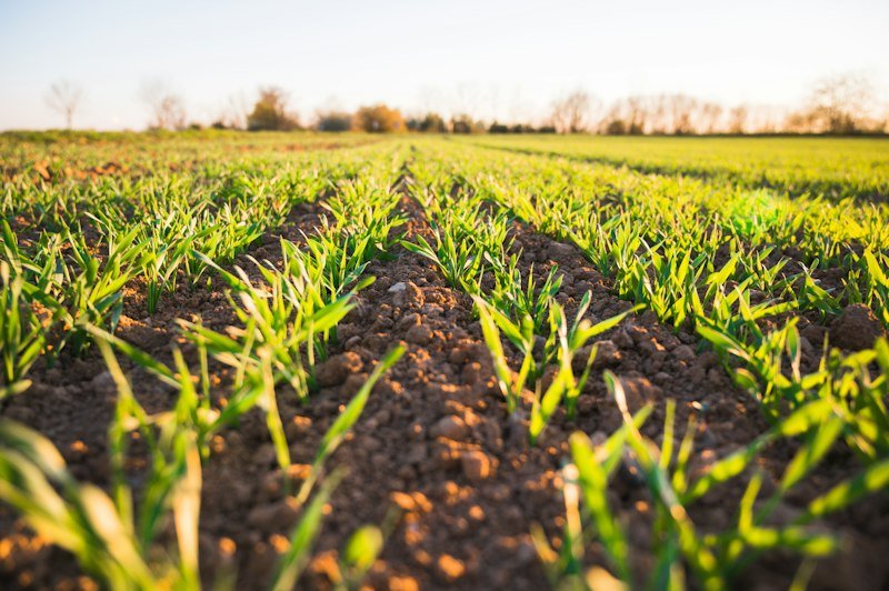 Farmer tending to integrated livestock and dairy animals on organic farm
